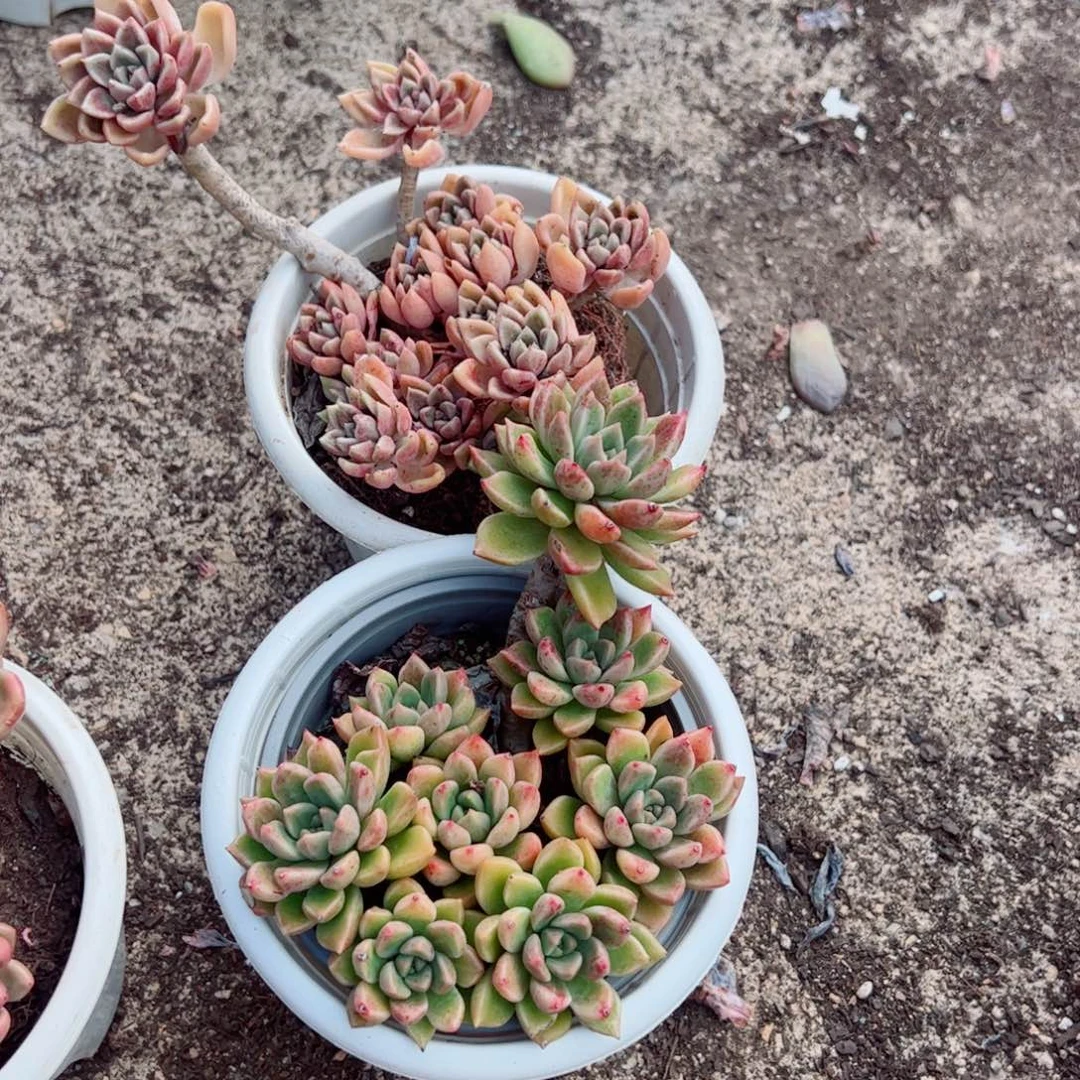 黄金璀璨整装整群两盆