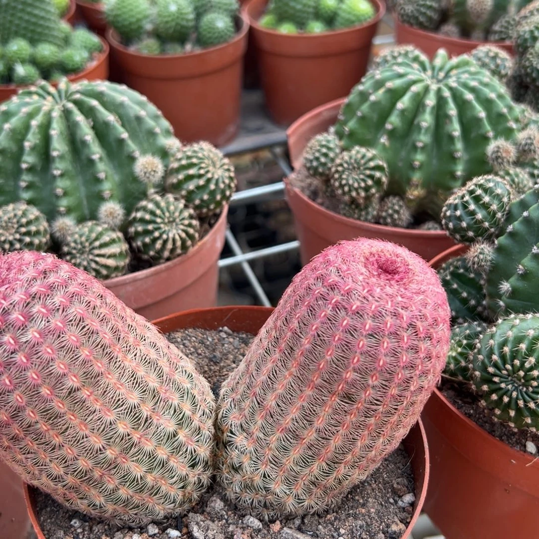 ༺***༻零零落落 零零落落