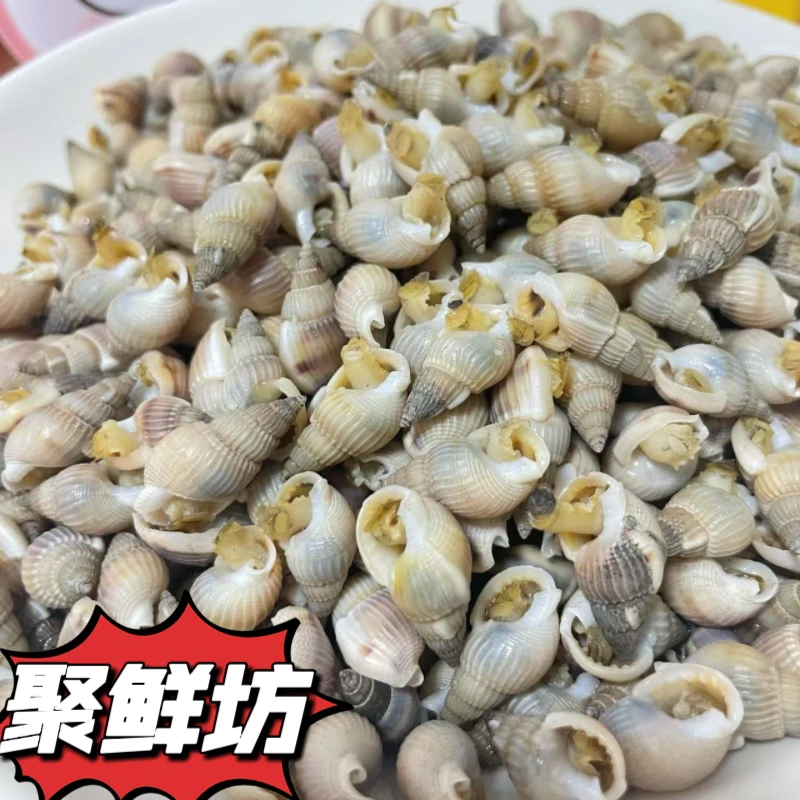 鲜活超肥370粒 380粒左右海螺丝顺丰发货当季海鲜