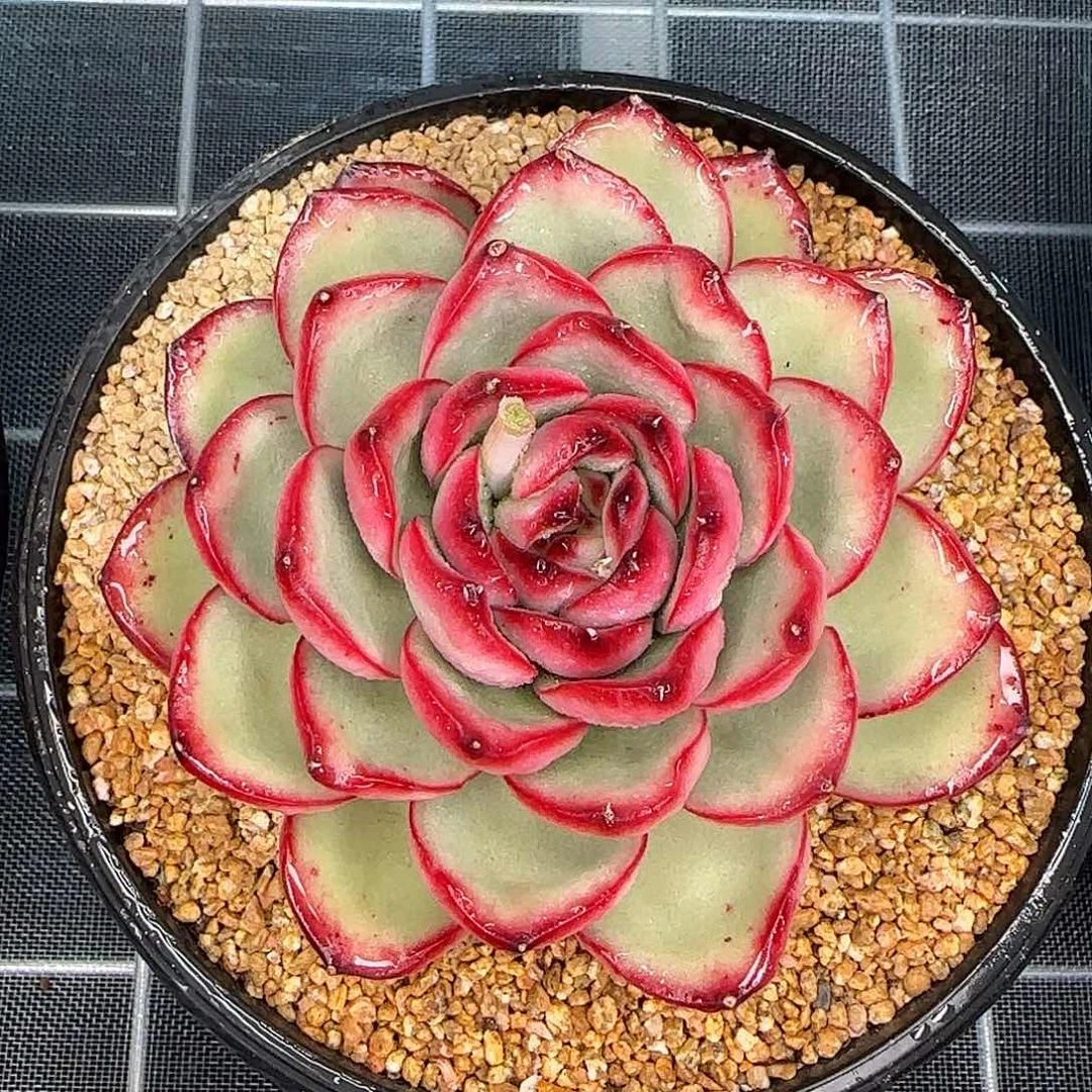 从前慢花园精选万宝龙