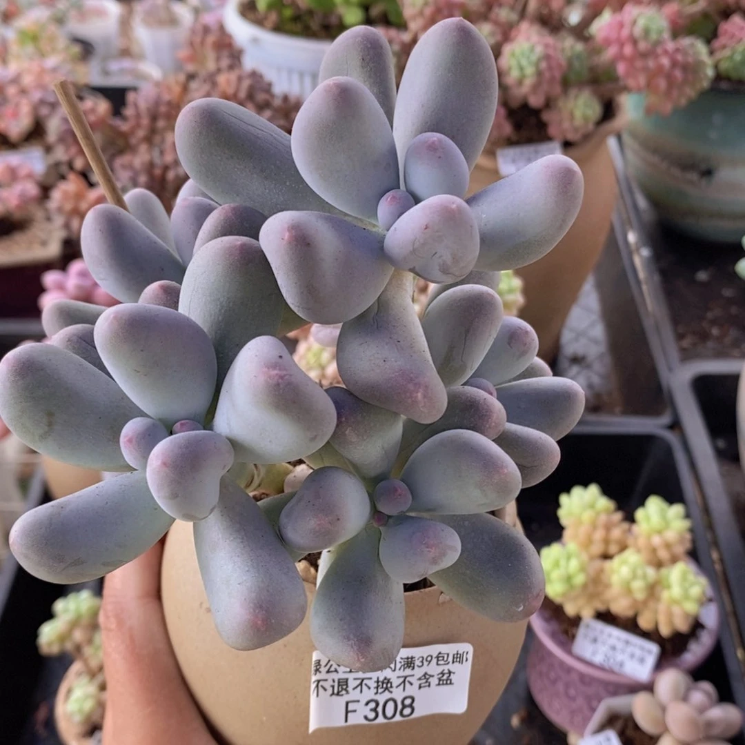 米可奶10cm308多肉植物