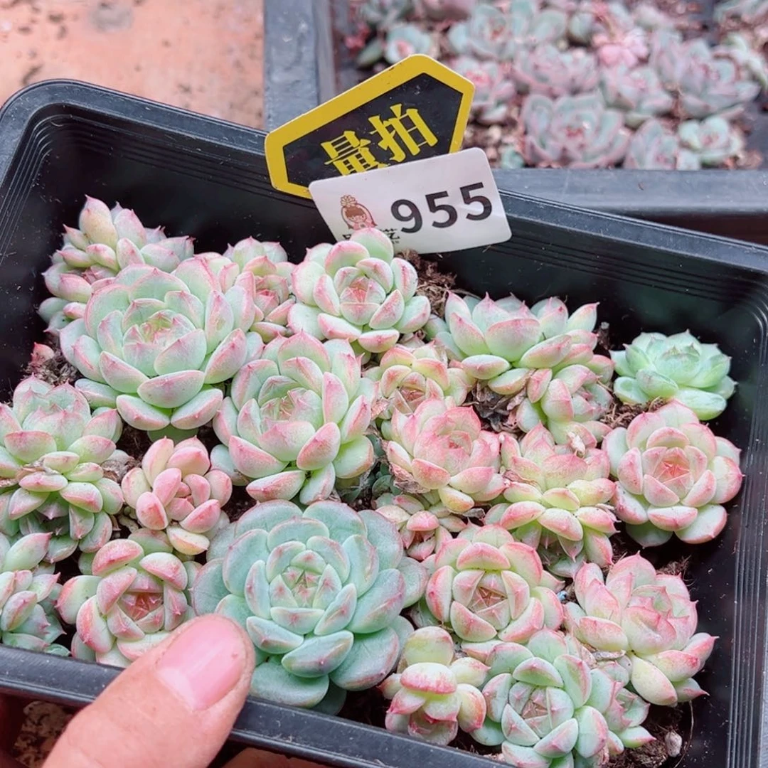 多肉植物多肉植物