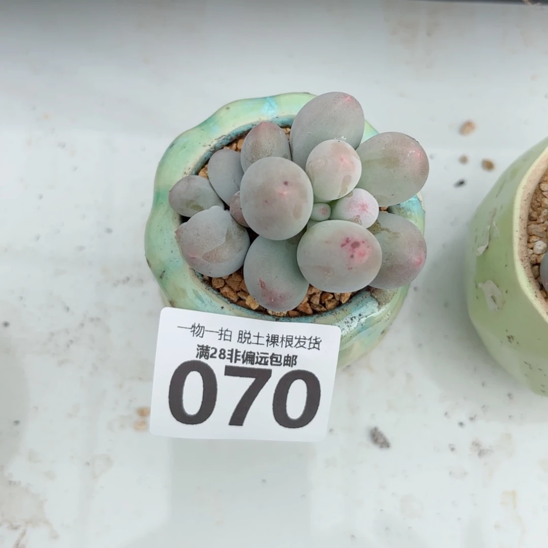 小***堡米可奶多肉多肉多肉