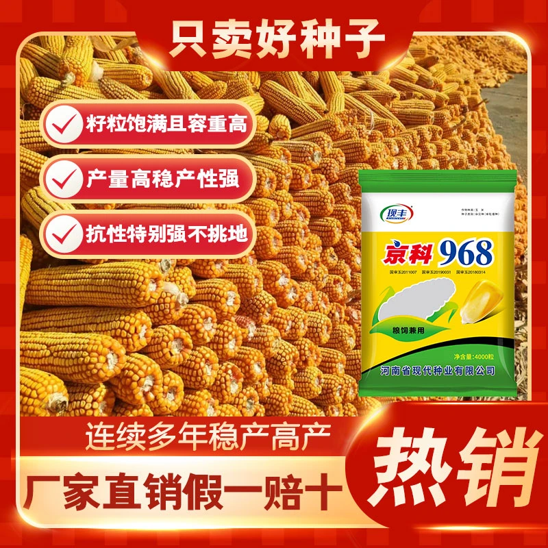 【四国审京科968】高产玉米种子【耐高温一粒不少】抗旱抗倒伏 4000粒