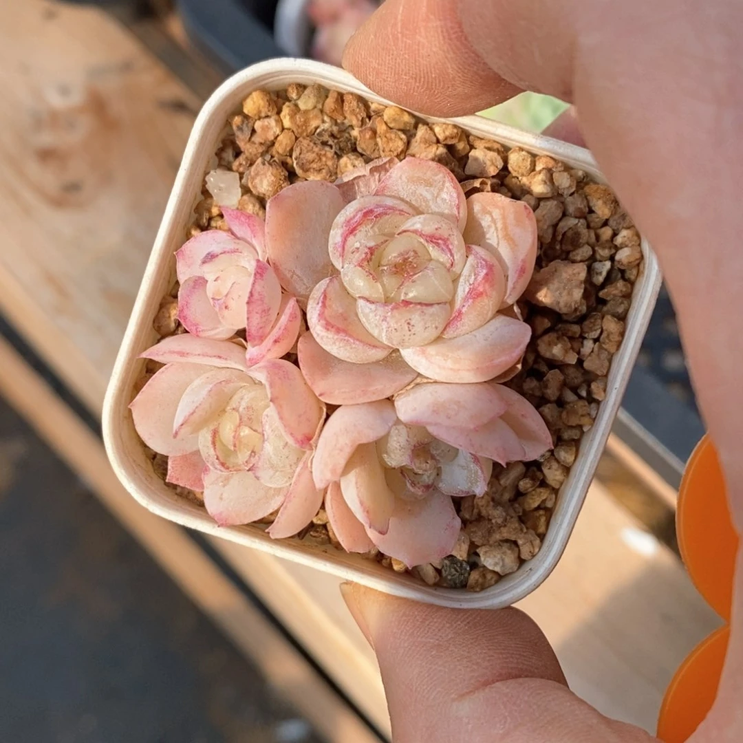 精品多肉一物一拍不包整61