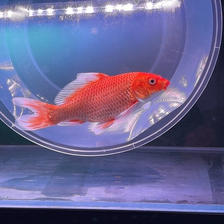 蝴蝶鲤鱼1号红色蝴蝶鲤