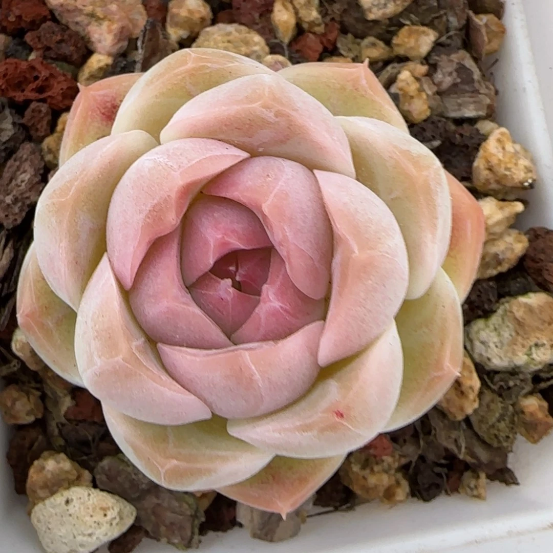 花语逸镜0224-216