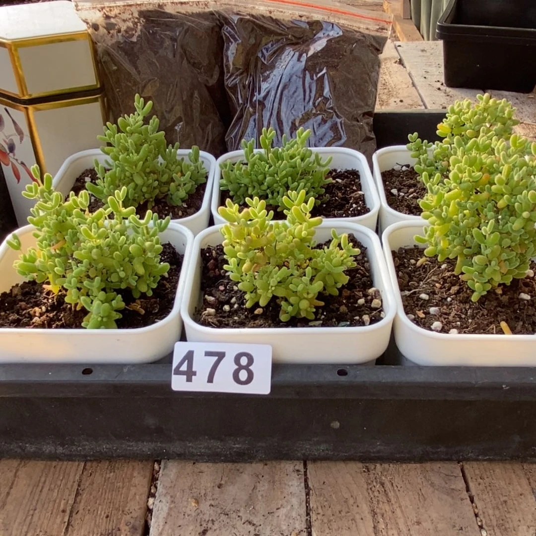 枝干番杏多肉植物478