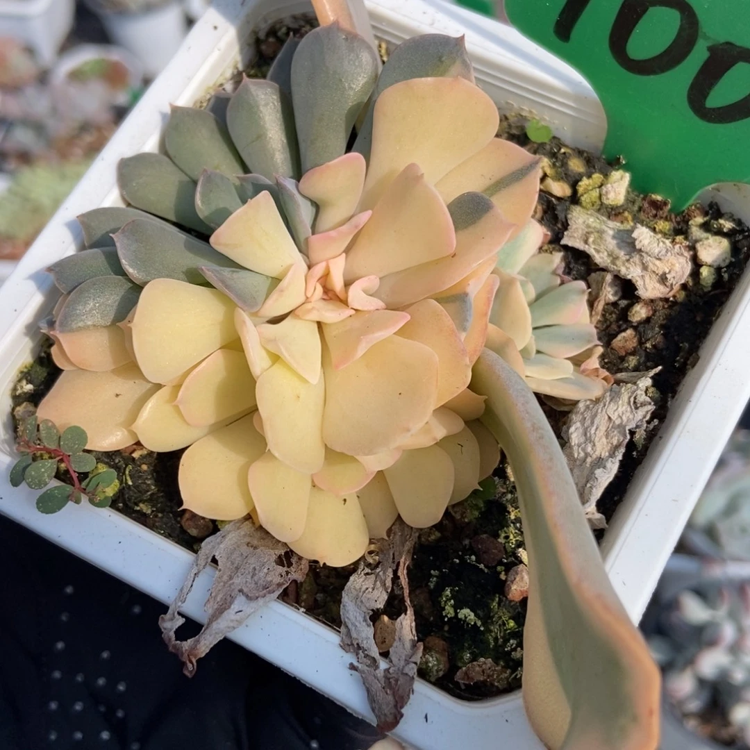100利比亚锦多肉植物
