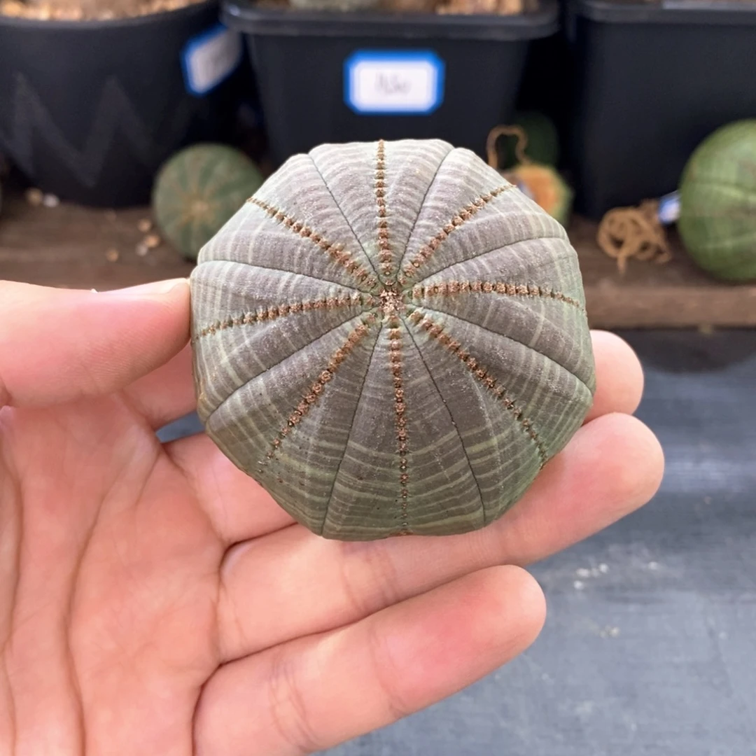 25 欧系实生布纹球多肉植物