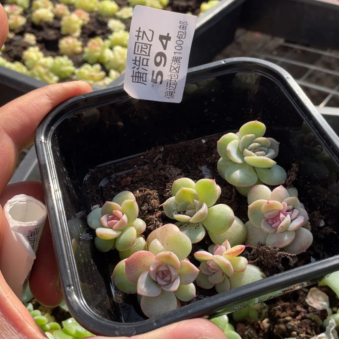 烟霞一物一拍594….