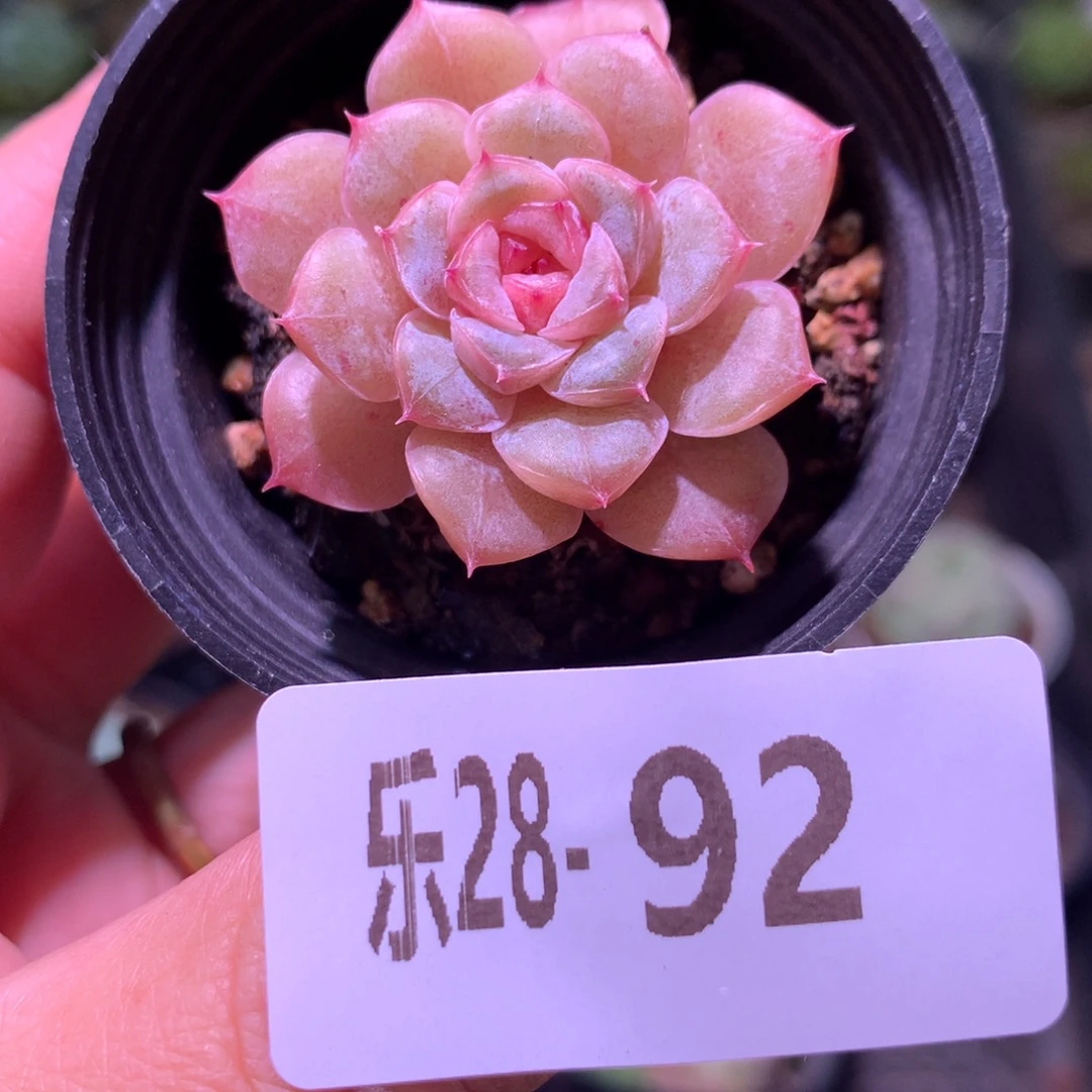 乐然28-92 新品单头