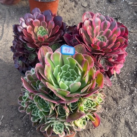 048多肉植物组合
