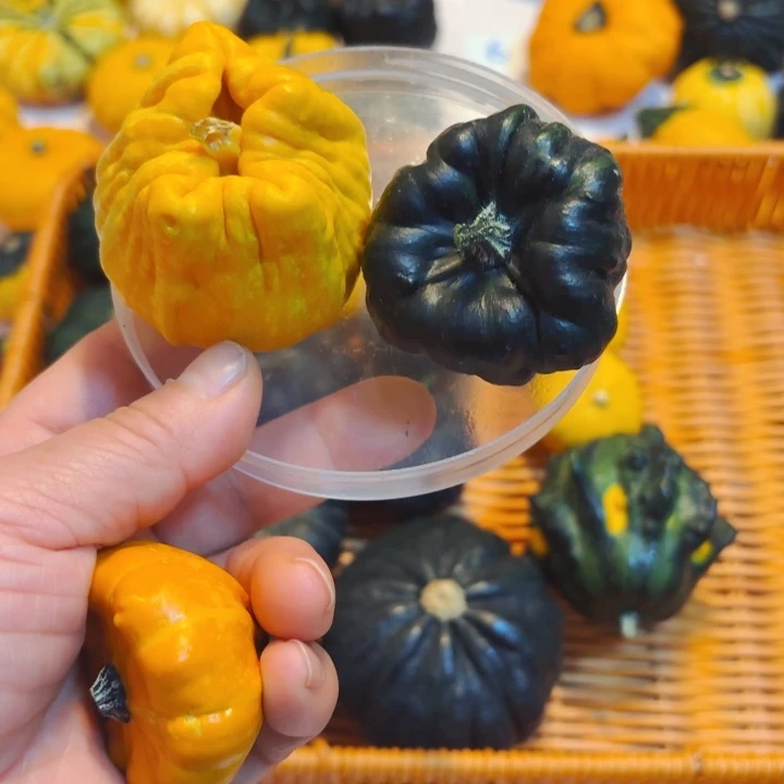 米*墨西哥七彩葫芦青皮