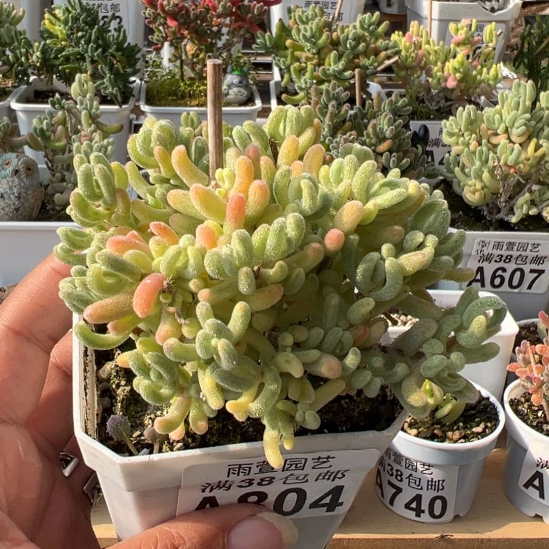 30-804枝干番杏多肉橙叶白锦2年老桩七方盆