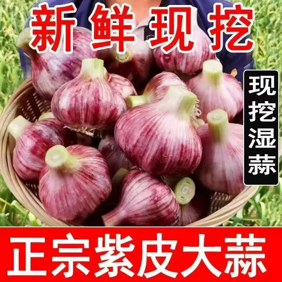 河南紫皮红蒜新鲜采摘多瓣蒜香辣多汁糖醋蒜