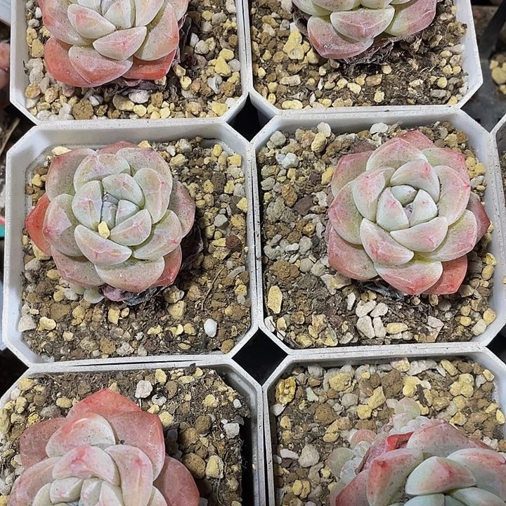 7方大冰玉带盆土发