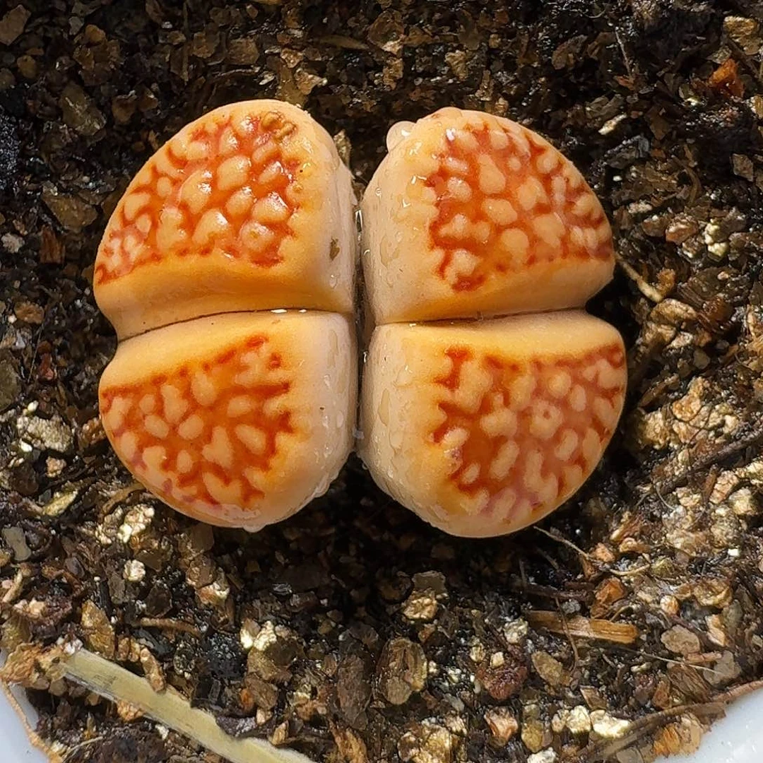 生石花111111。     308