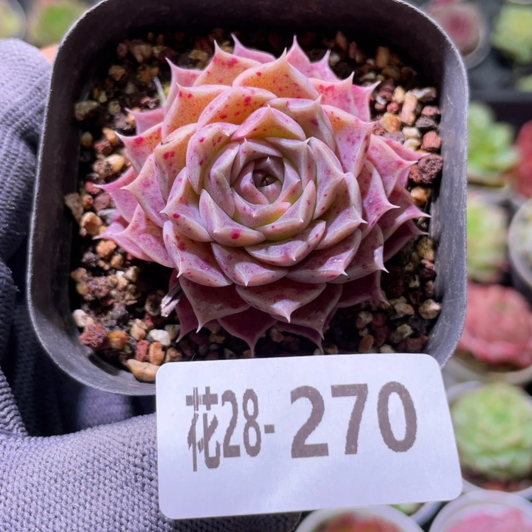 花利美28-270海林娜