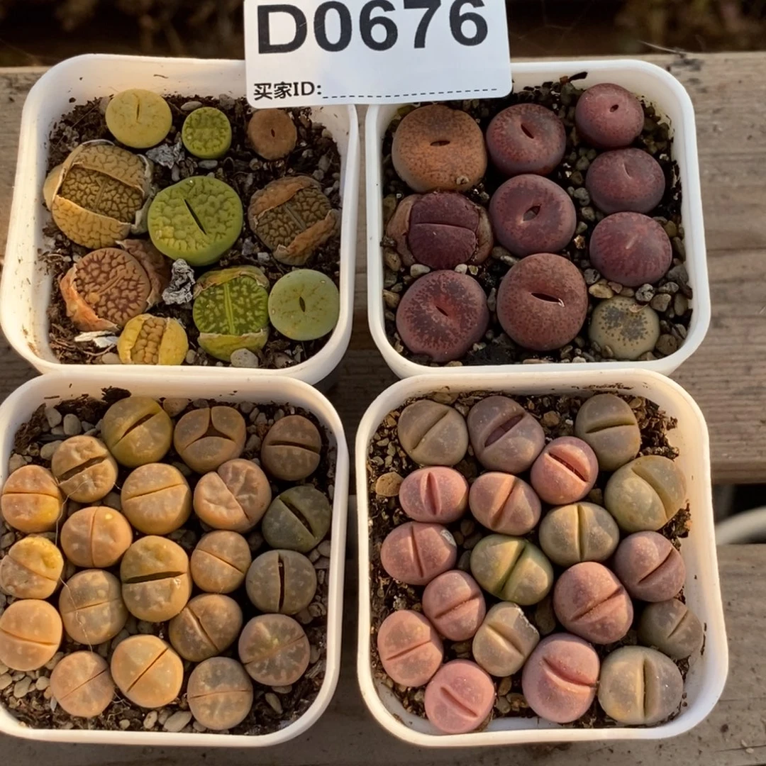 0676直直播间一物一拍