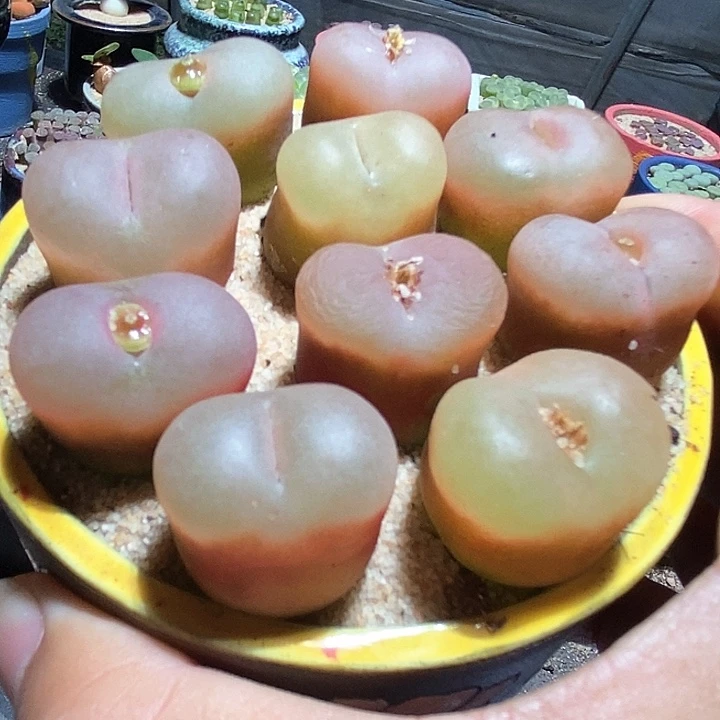 单头荔枝冰魄一颗    2厘米