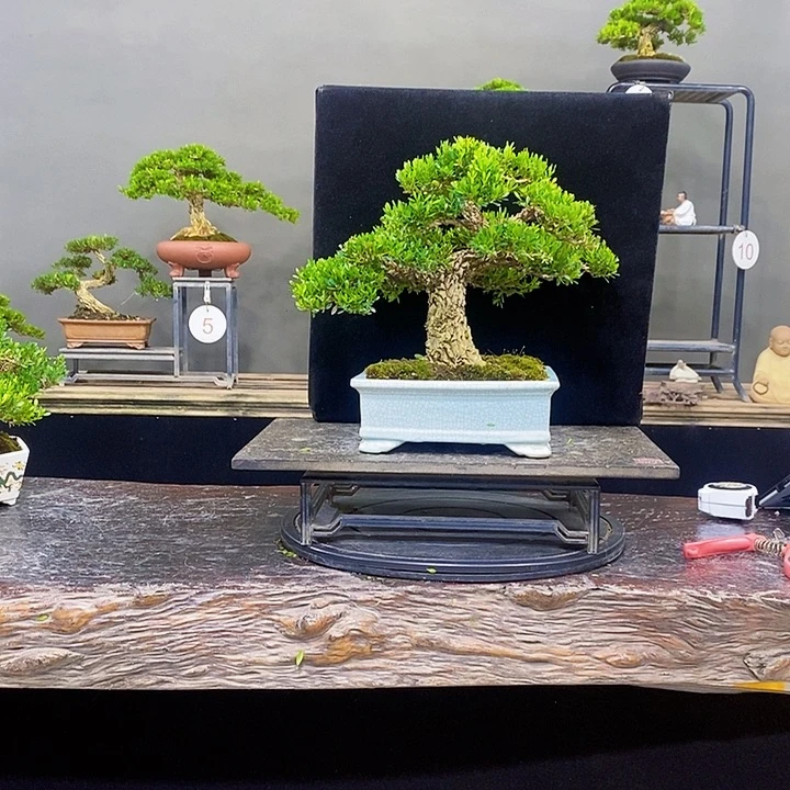 无花朵黄杨盆景四季常青不落叶
