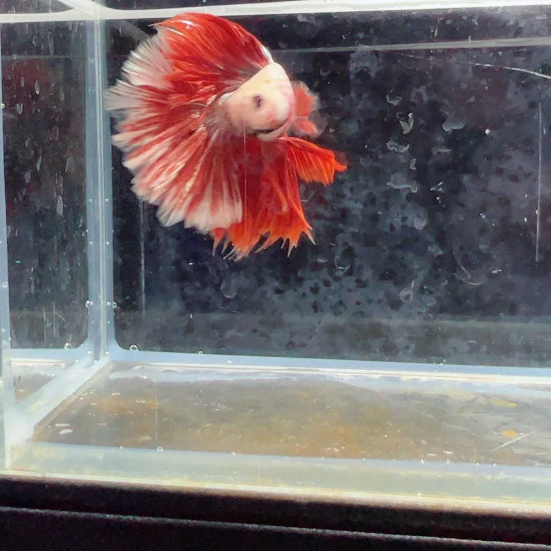 斗鱼浅色特殊尾hhhh