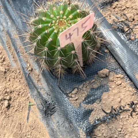 牛牛随机无花475号