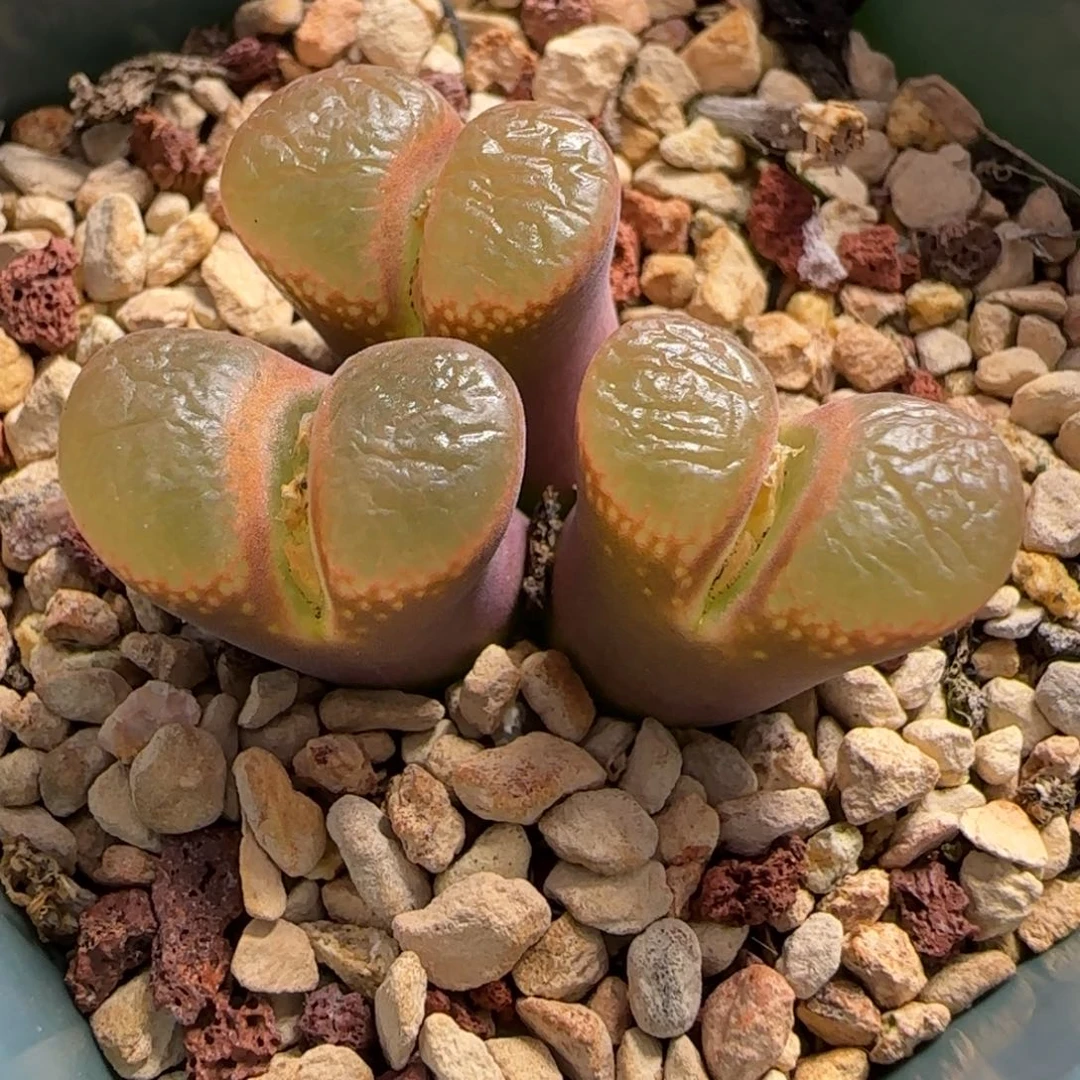 多肉植物粉女母本群开炸82号