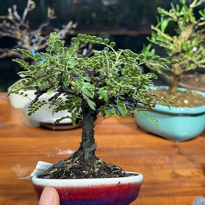 嘻***爹无花朵日本姬山椒盆景