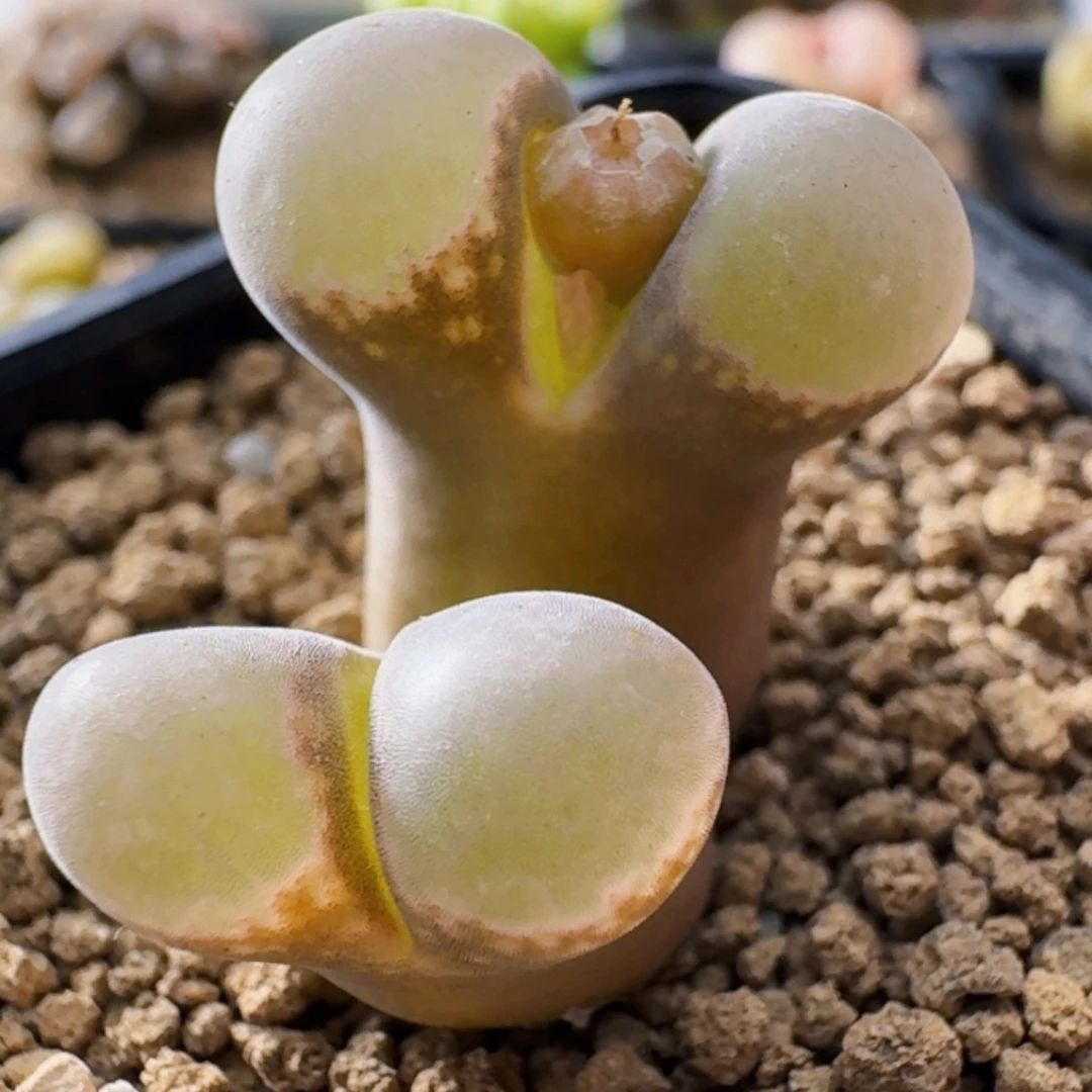 3358风铃玉肉锥植物