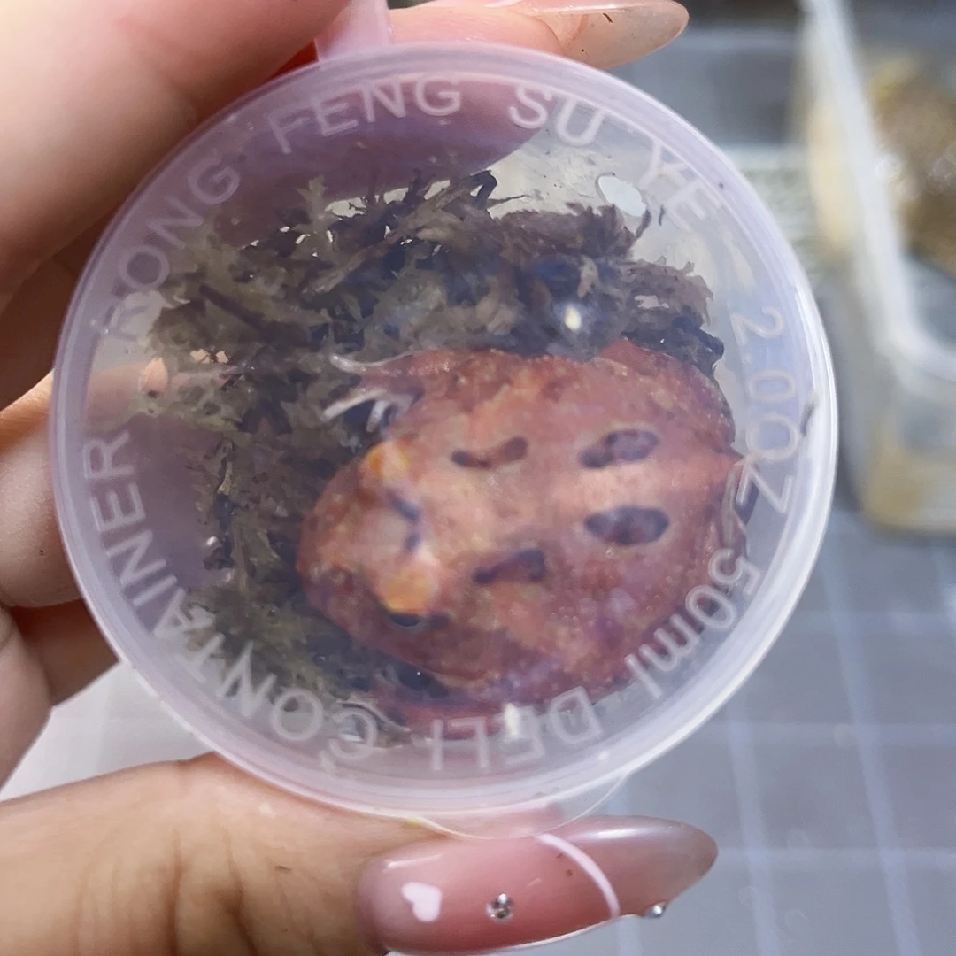 角蛙土龙角蛙专拍链接一只包邮