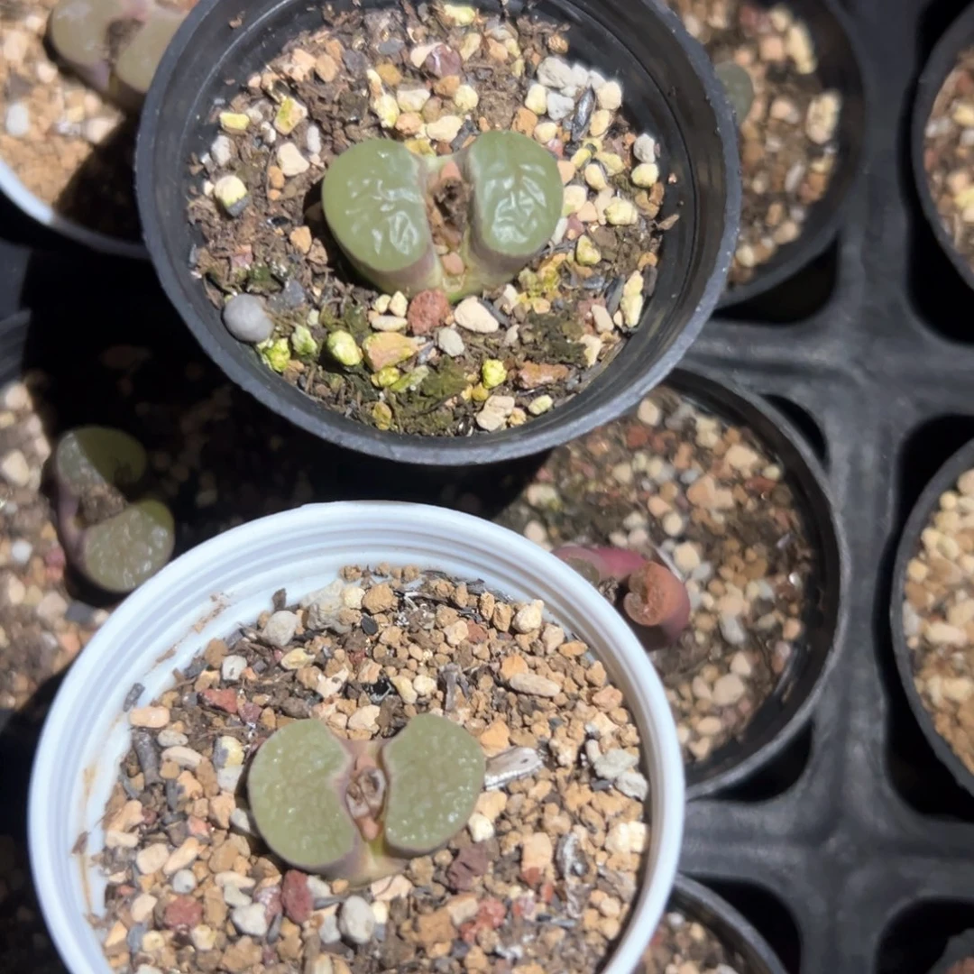 羊*10颗单头磁铁 肉锥植物