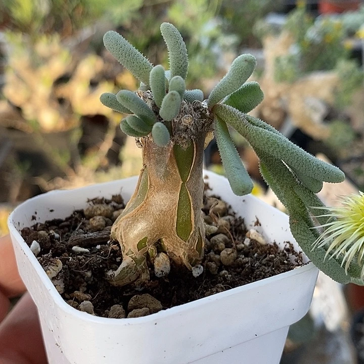 652淡清霜带盆一一一一一一一