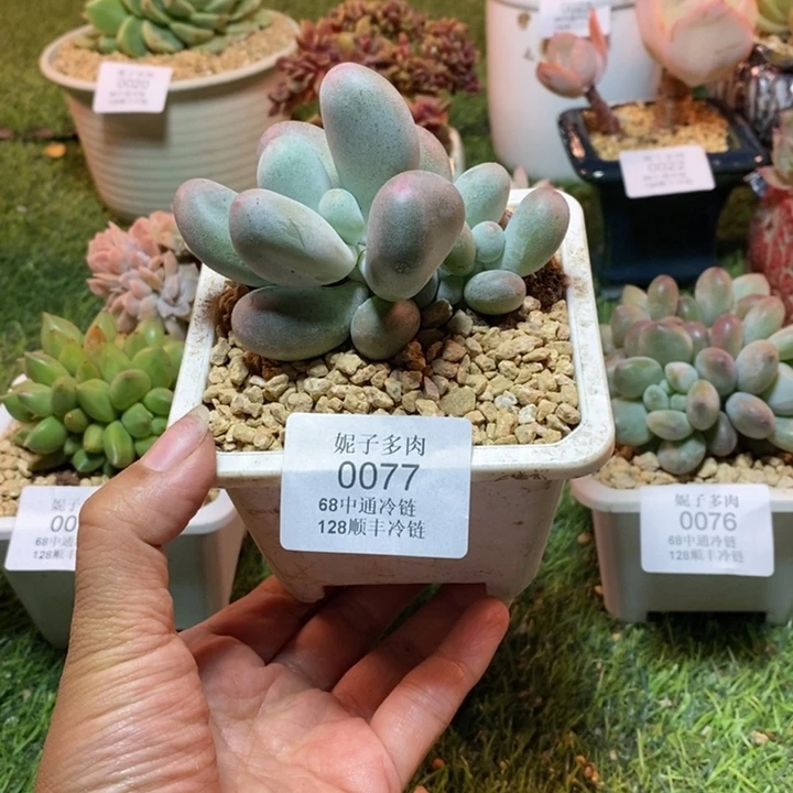 0077 不满68请拍冷链