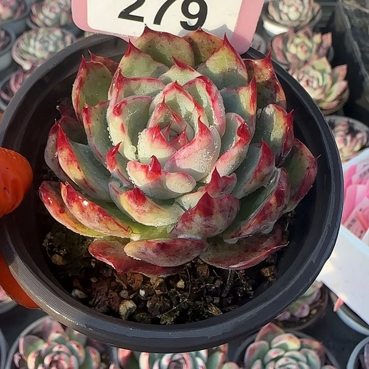 279 惊鸿仙子多肉植物6-9cm