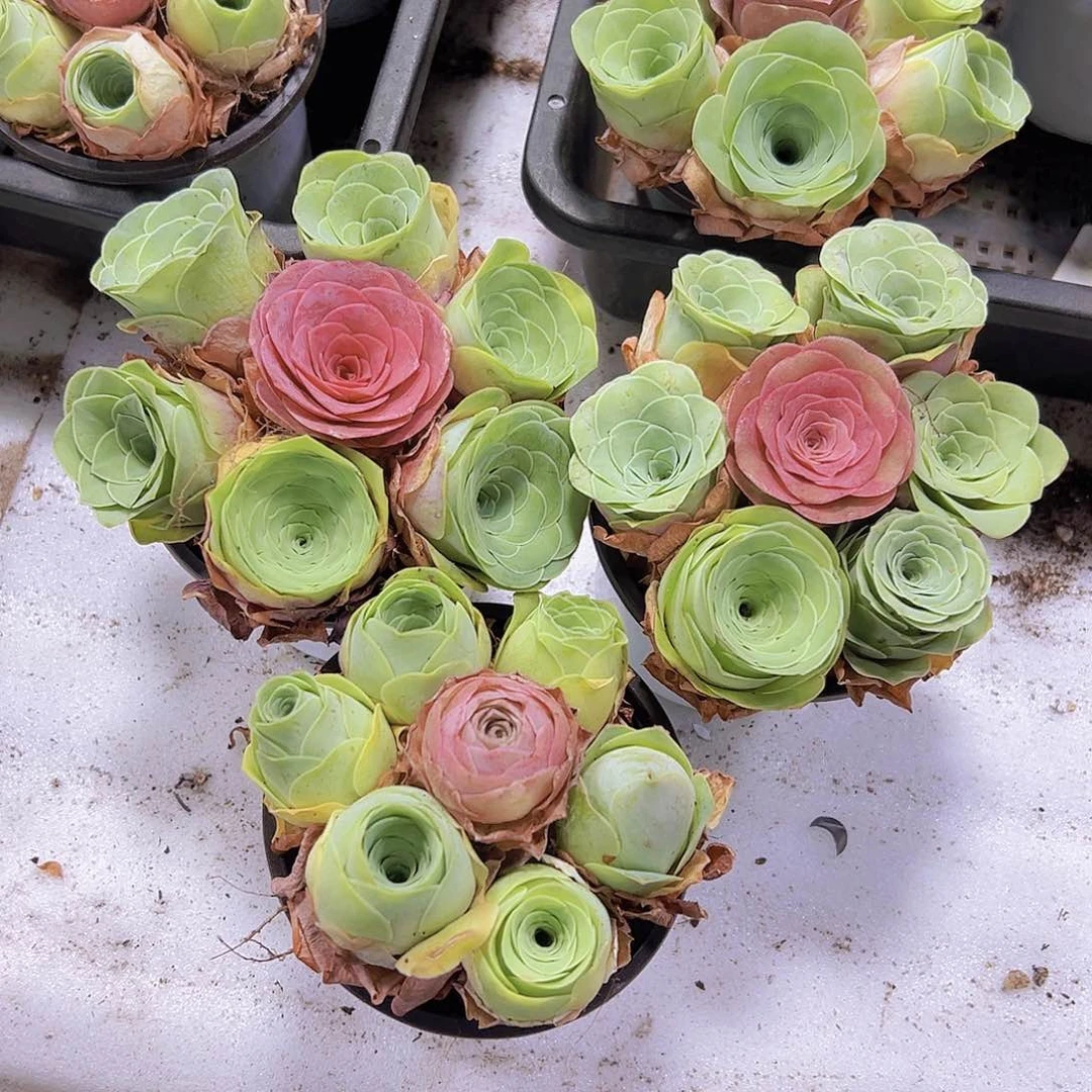 9厘米盆七龙珠3盆组合