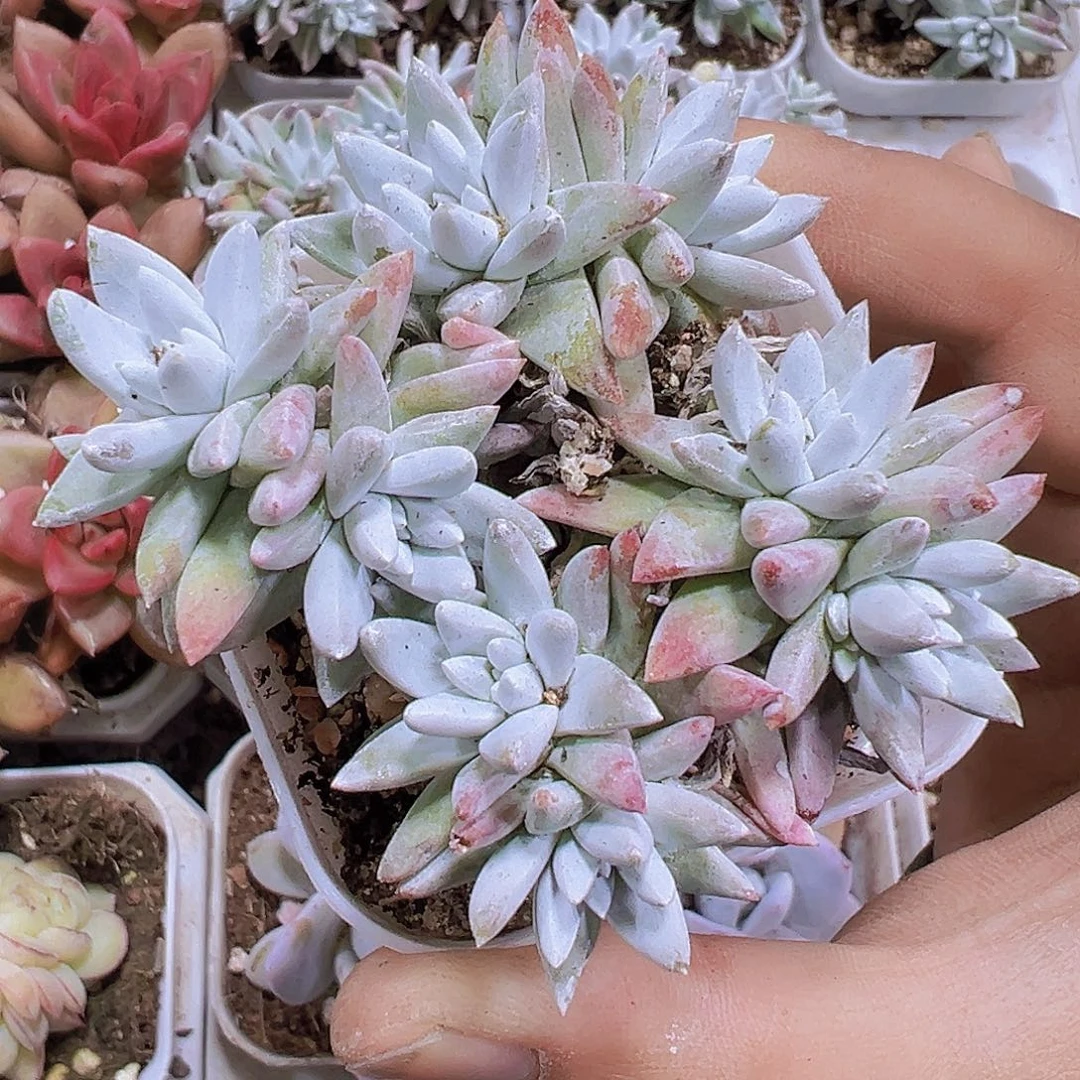 白菊6到10头多肉植物