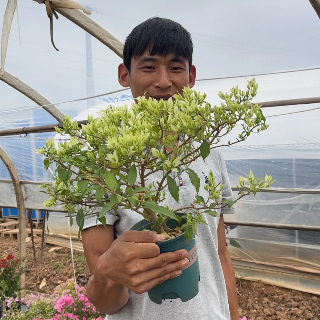 完全开放（棉兰白）三角梅会落花落叶会光杆苗有大有小