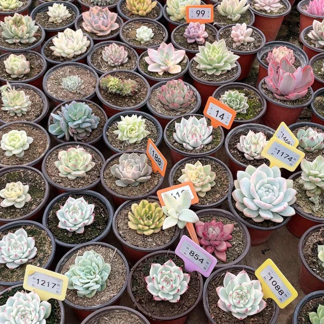 【闪购商品】用****1176两颗一组