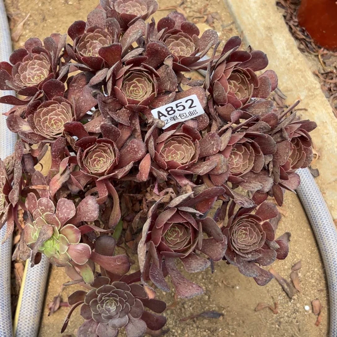 852多肉  萝莉