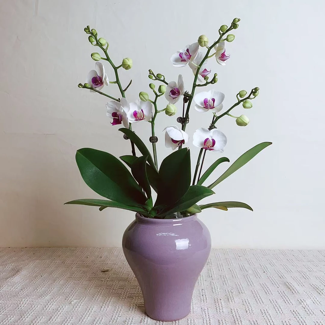 国华优选【雪玉】精品蝴蝶兰室内花卉高雅高级盆栽艺术组盆