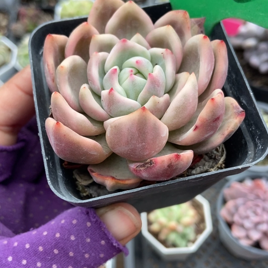 1026香槟锦多肉植物