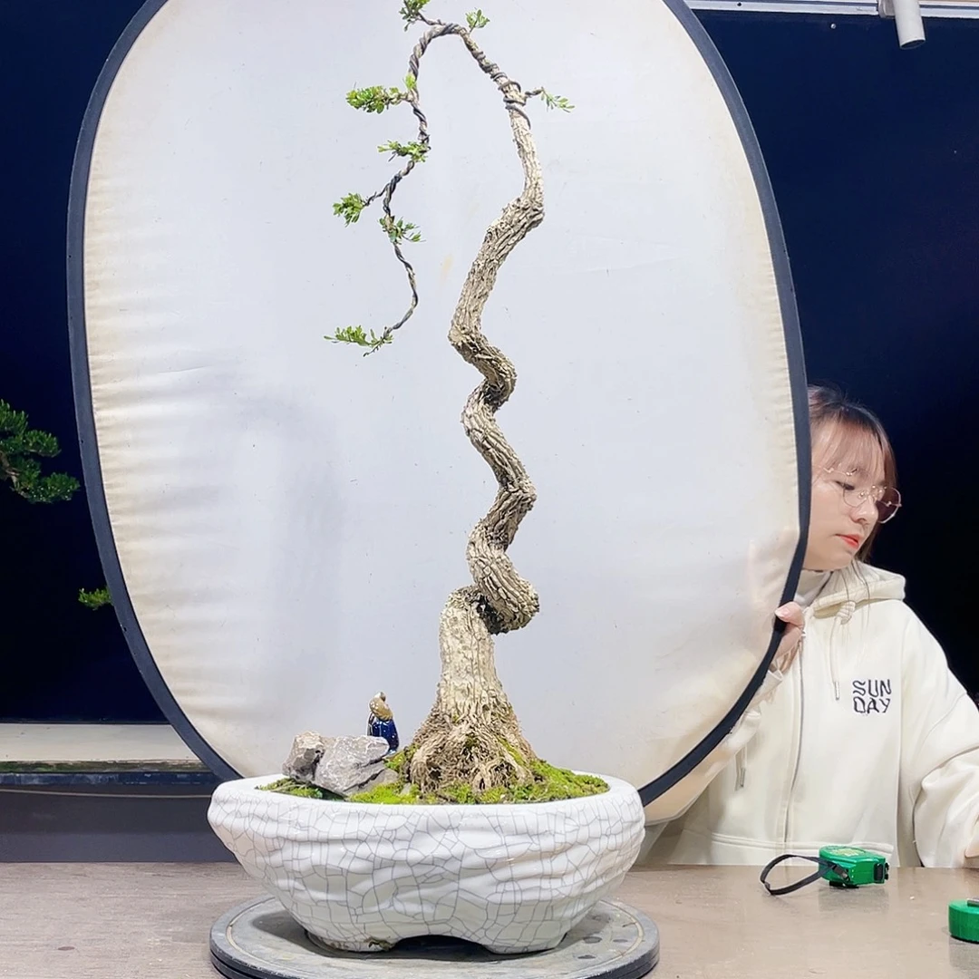 完全开放黄杨盆景四季常青