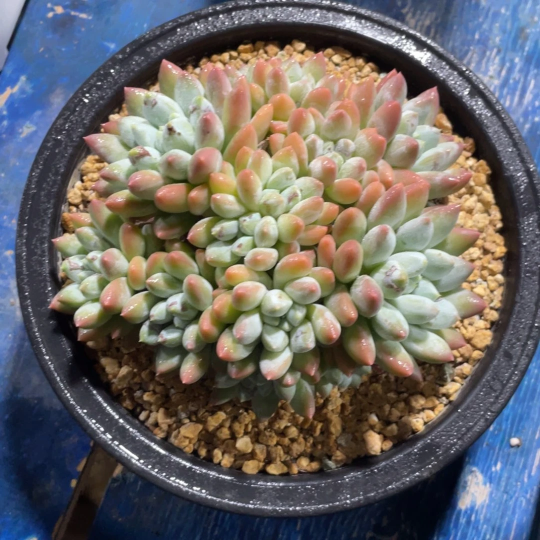吃****一物一拍中通快递