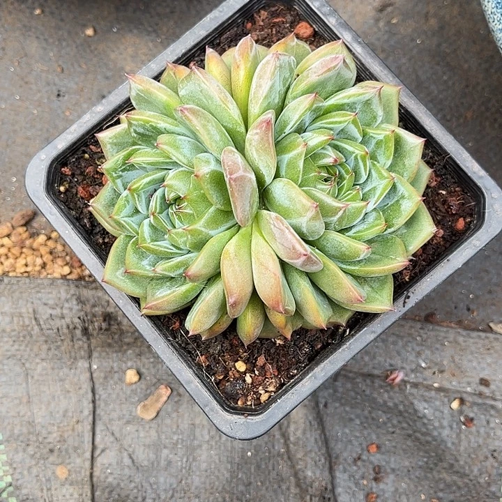 多肉植物一物一拍