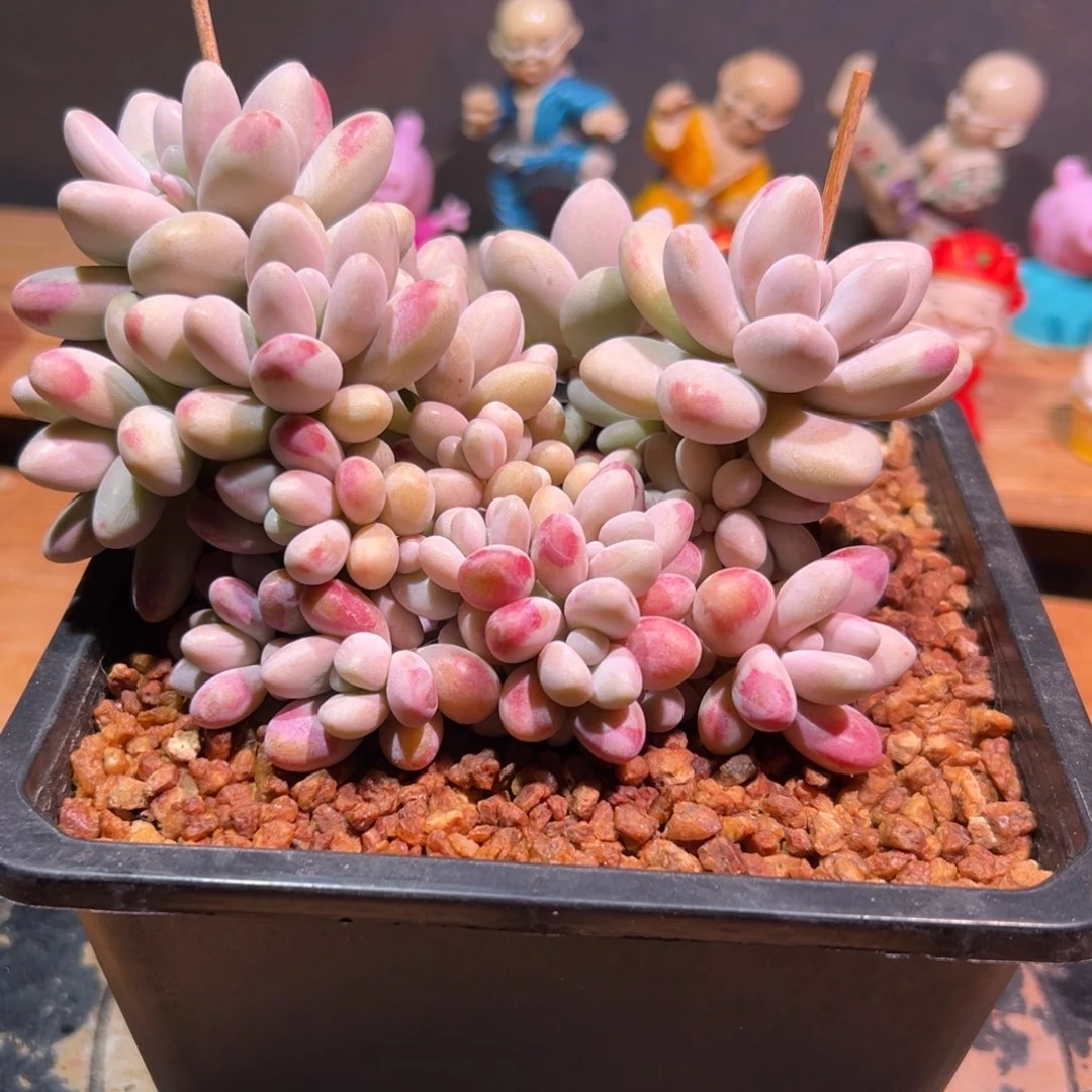 蜜多丽美人一物一拍