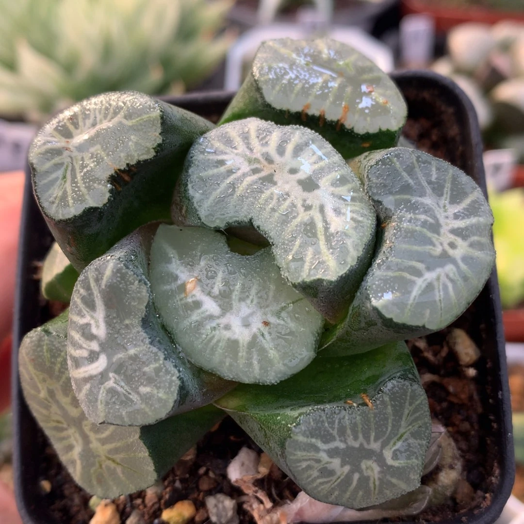 巨大花菱万象，带盆一起