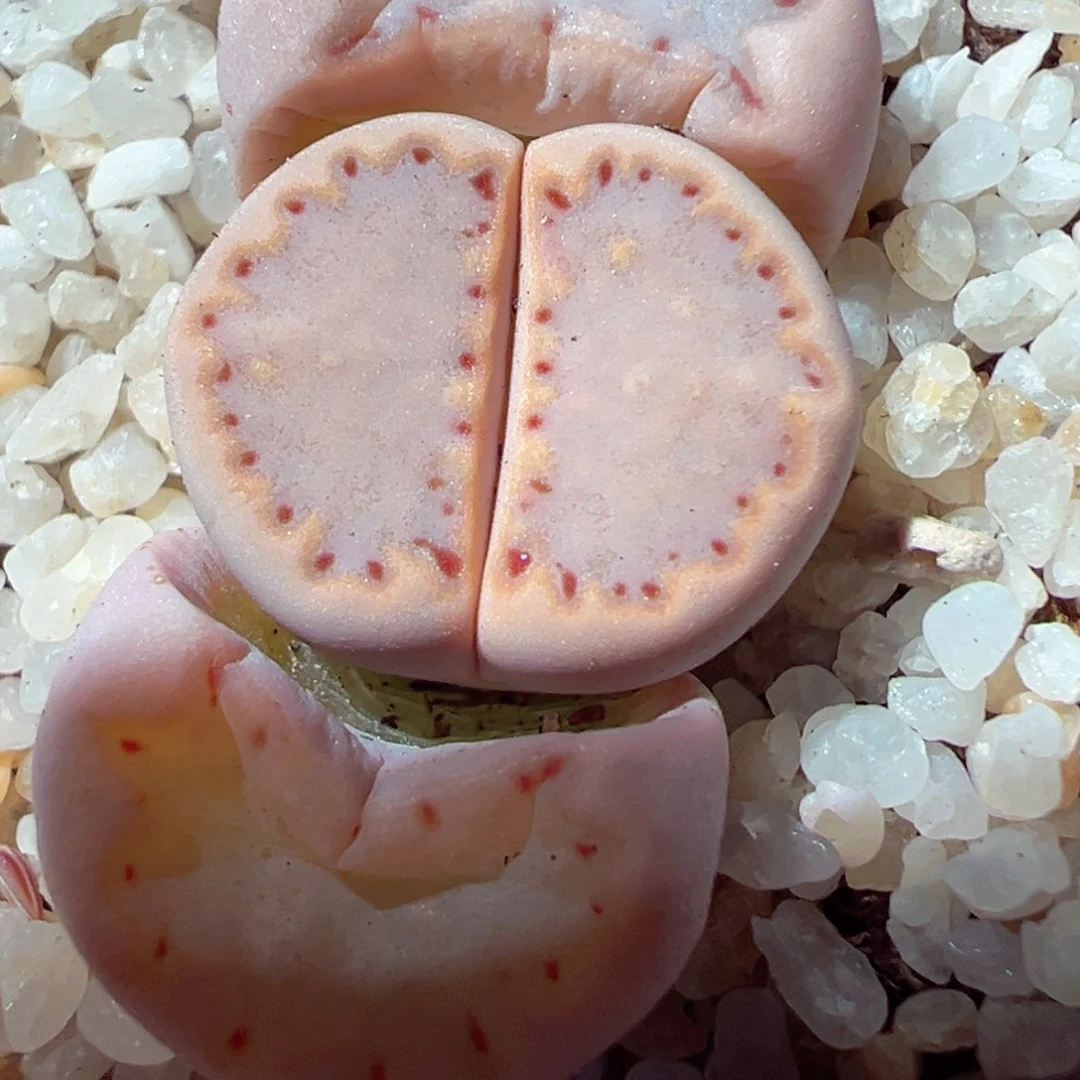 219-445多肉171饼干