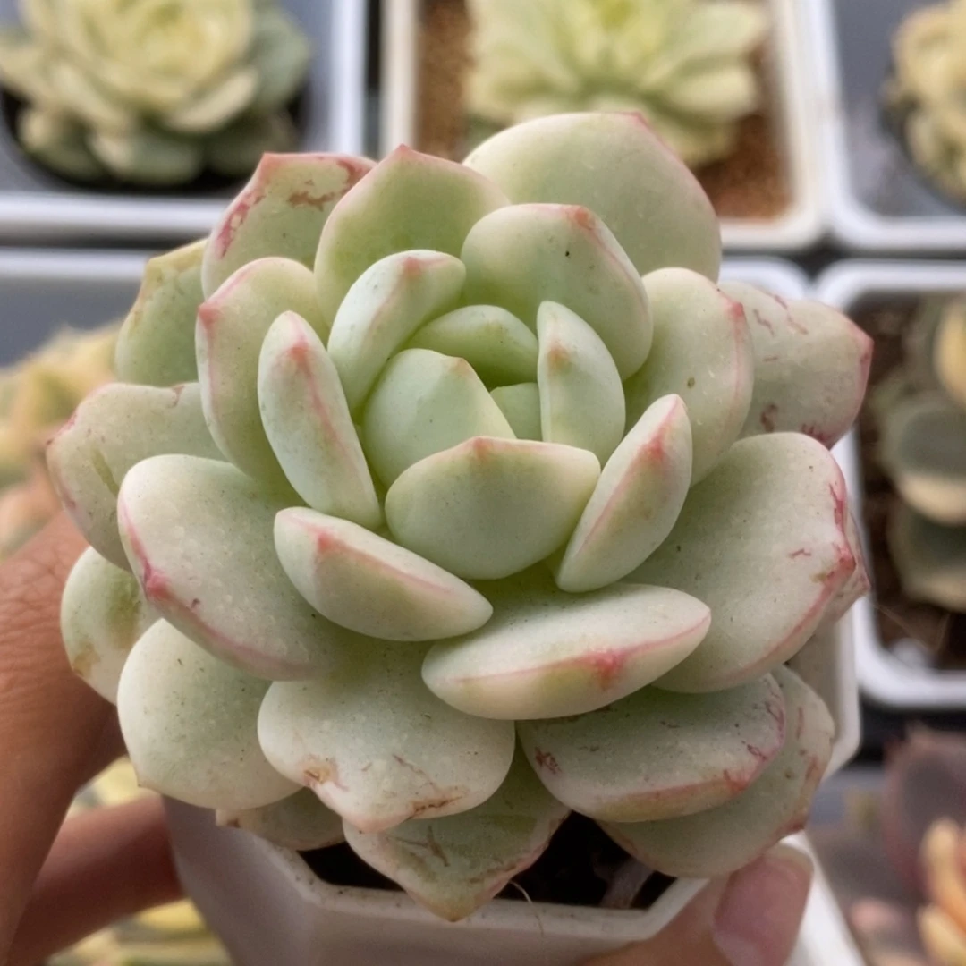 325香草锦锦锦锦锦锦锦